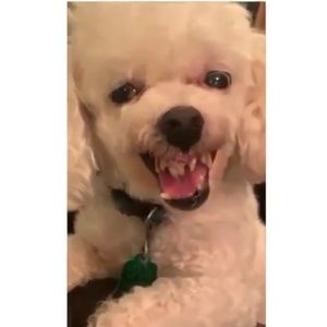 Meet your Posher, Karla